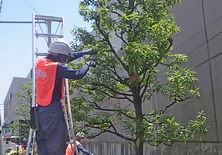 スタジオ縁 造園 緑化 整備