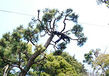 スタジオ縁 造園 緑化 整備